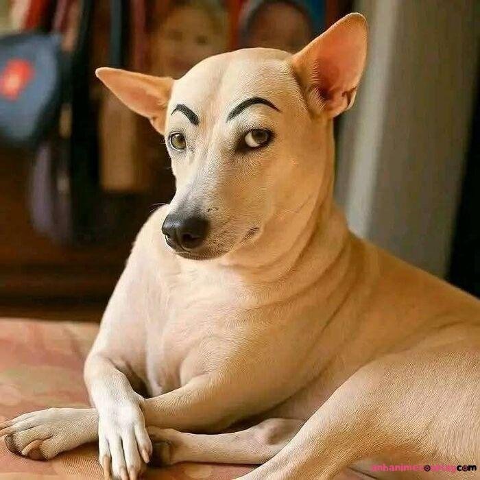 meme chó bựa cực bựa